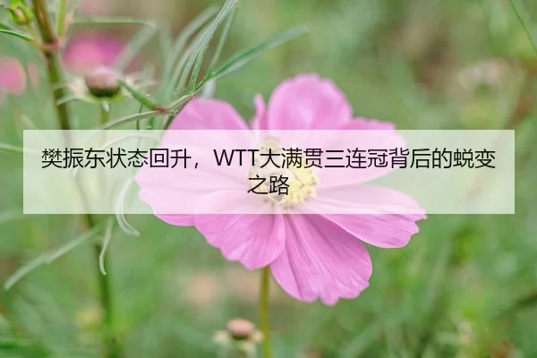 樊振东状态回升，WTT大满贯三连冠背后的蜕变之路